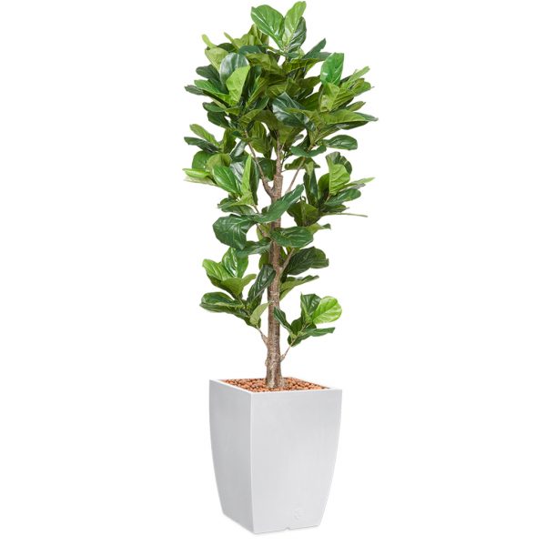 HTT - Kunstplant Ficus Lyrata in Genesis vierkant wit H230 cm - kunstplantshop.nl