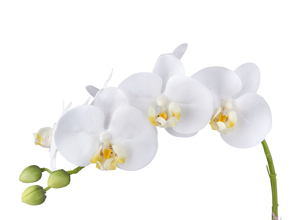Catastrofaal aanvaarden Parameters HTT Decorations - Kunstplant Orchidee / Phalaenopsis XXL 5-tak wit H90cm -  Kunstplantshop.nl