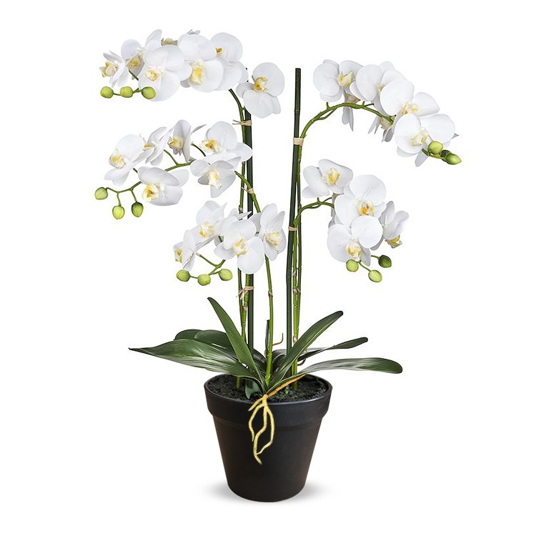 Kunstplant Orchidee / Phalaenopsis XL 5-tak wit H68cm - HTT Decorations