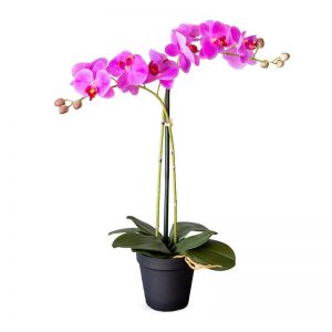 Kunstplant Orchidee / Phalaenopsis 2-tak roze H53cm - HTT Decorations