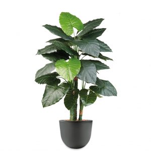 HTT - Kunstplant Philodendron in Eggy antraciet H135 cm - kunstplantshop.nl