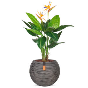 Kunstplant Strelitzia in Vaas bol Rib antraciet H120 cm