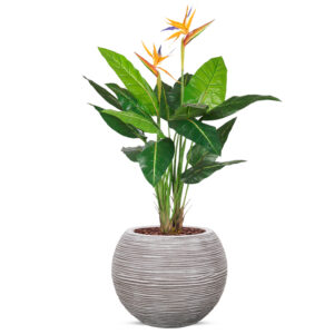 Kunstplant Strelitzia in Vaas bol Rib ivoor H120 cm