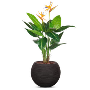 Kunstplant Strelitzia in Vaas bol Rib zwart H120 cm