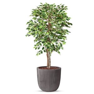 Kunstplant Ficus bont in planter ball Groove H170 cm