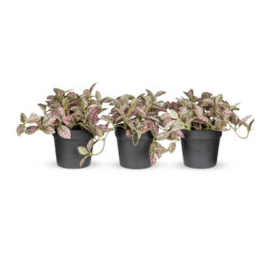 Kunstplant Fittonia roze ( 3 stuks)