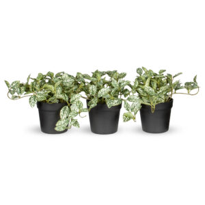 Kunstplant Fittonia wit/groen ( 3 stuks)