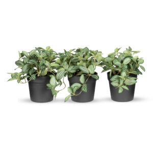 Kunstplant Tradescantia in pot groen ( 3 stuks)