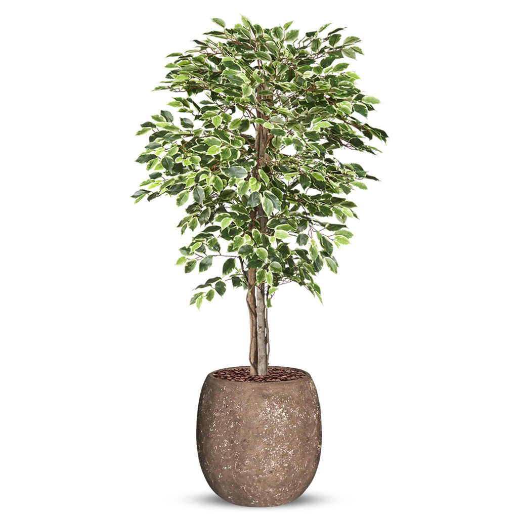 Kunstplant Ficus bont in Polystone Coated Plain H170 cm