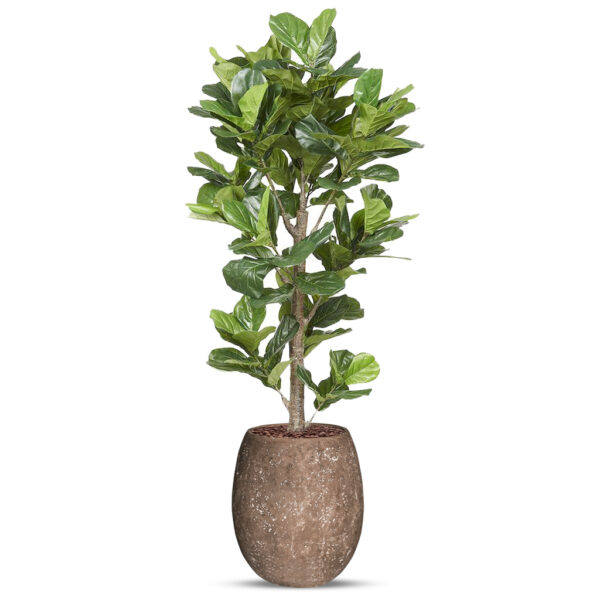 Kunstplant Ficus Lyrata in Polystone Coated Plain H225 cm