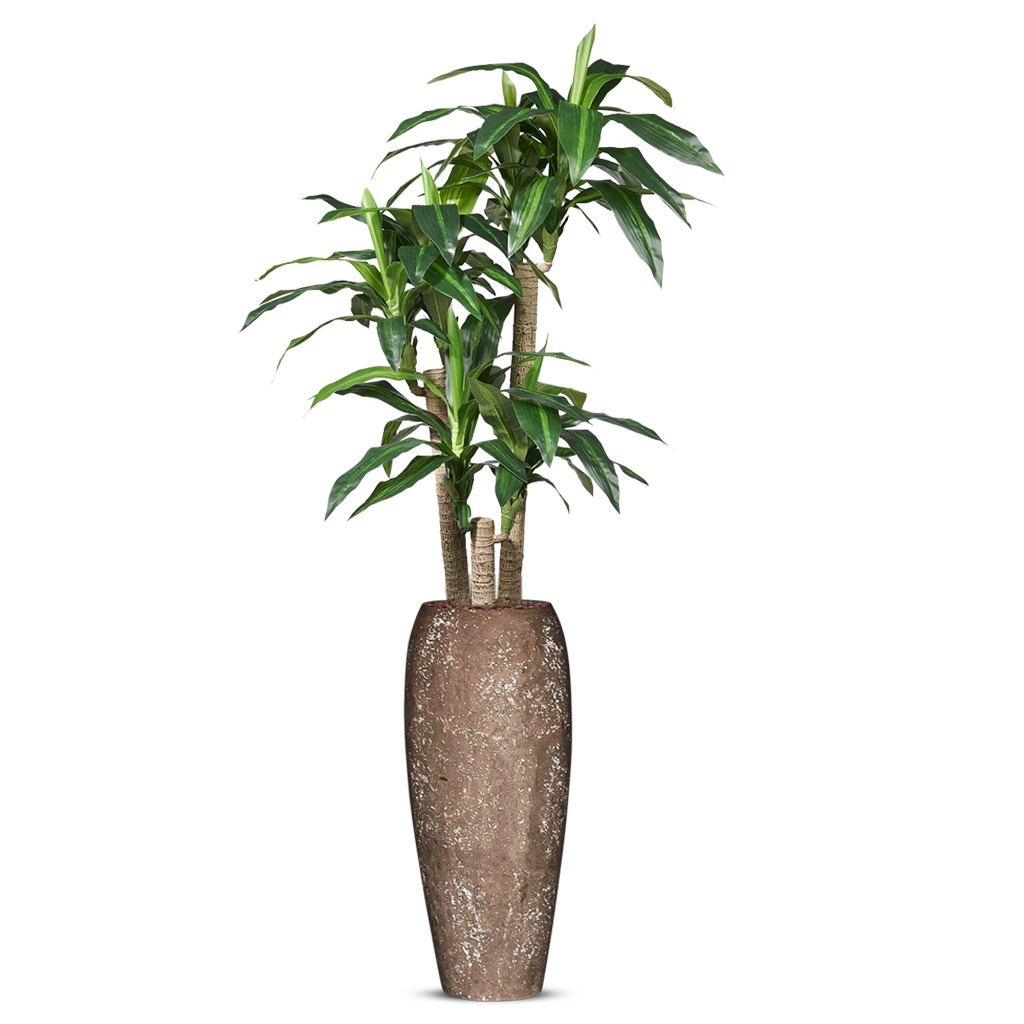 Kunstplant Dracaena fragans in Polystone Coated Plain H205 cm