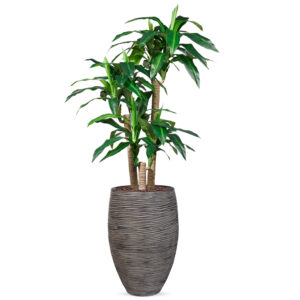 Kunstplant Dracaena fragans in Vaas elegant Rib antraciet H155 cm