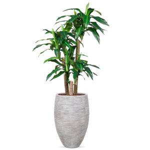 Kunstplant Dracaena fragans in Vaas elegant Rib ivoor H155 cm
