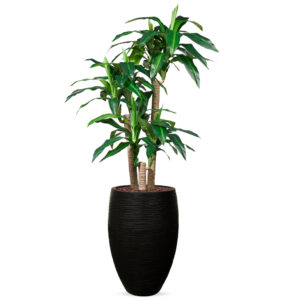 Kunstplant Dracaena fragans in Vaas elegant Rib zwart H155 cm