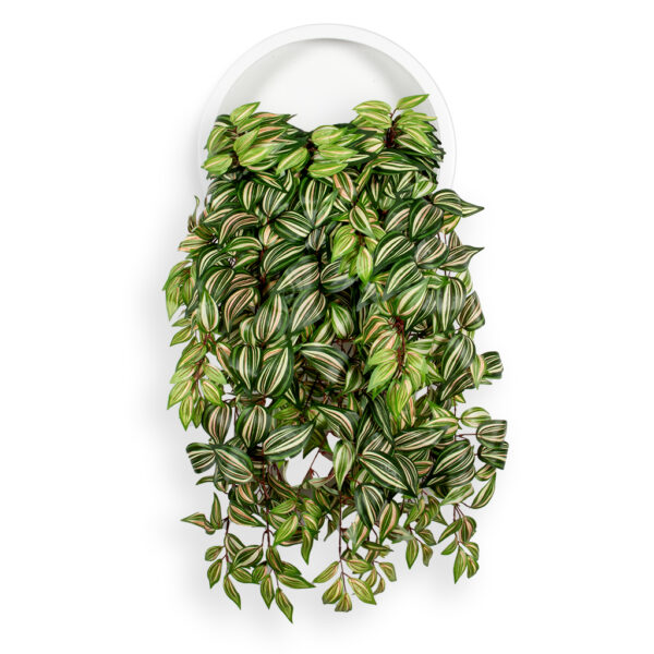 Kunstplant Tradescantia in Wally Ø40 cm wit - HTT Decorations