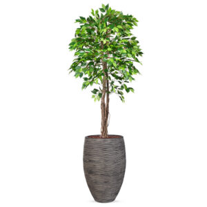 Kunstplant Ficus groen in vaas elegant Rib antraciet H230 cm
