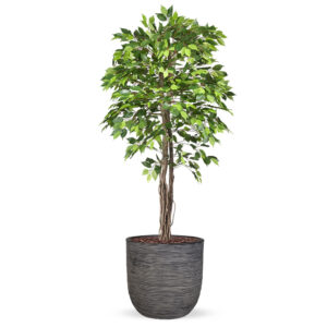 Kunstplant Ficus groen in planter ball Rib antraciet H200 cm