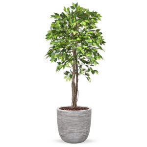 Kunstplant Ficus groen in planter ball Rib ivoor H200 cm