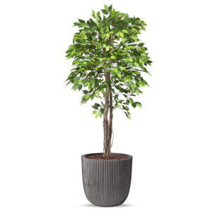 Kunstplant Ficus groen in planter ball Groove antraciet H200 cm