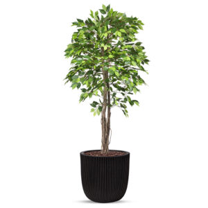 Kunstplant Ficus groen in planter ball Groove zwart H200 cm