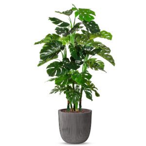 Kunstplant Monstera XL in Planter Ball groove antraciet H155 cm