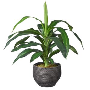 Kunstplant Dracaena fragans H60cm in mand zwart – HTT Decorations
