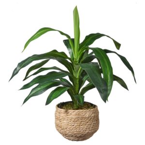 Kunstplant Dracaena fragans H60cm in mand naturel – HTT Decorations