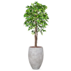 Kunstplant Ficus groen in vaas elegant Rib ivoor H230 cm