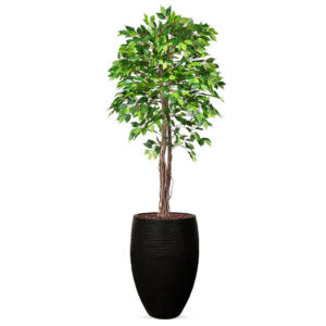 Kunstplant Ficus groen in vaas elegant Rib zwart H230 cm