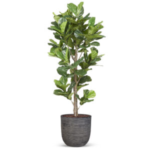 Kunstplant Ficus Lyrata in planter ball Rib antraciet H210 cm