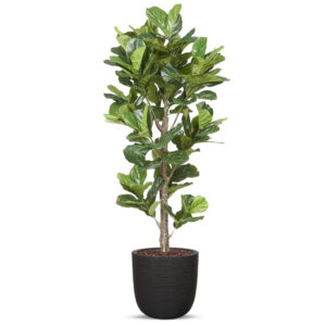Kunstplant Ficus Lyrata in planter ball Rib zwart H210 cm