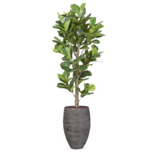 Kunstplant Ficus Lyrata in vaas elegant Rib antraciet H240 cm