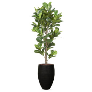 Kunstplant Ficus Lyrata in vaas elegant Rib zwart H240 cm