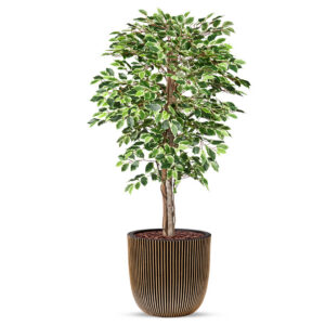 Kunstplant Ficus bont in planter ball Groove zwartgoud H170 cm