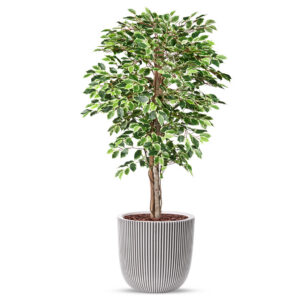 Kunstplant Ficus bont in planter ball Groove ivoor H170 cm
