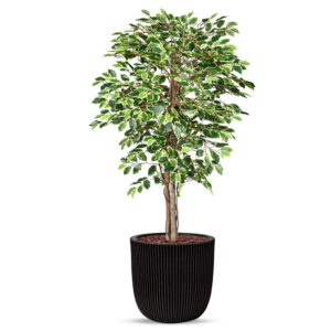 Kunstplant Ficus bont in planter ball Groove zwart H170 cm