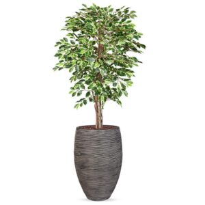 Kunstplant Ficus bont in Vaas elegant Deluxe Rib antraciet H200 cm