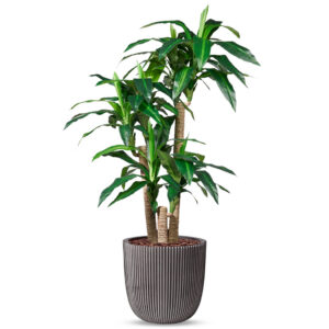 Kunstplant Dracaena fragans in Planter Ball groove antraciet H150 cm