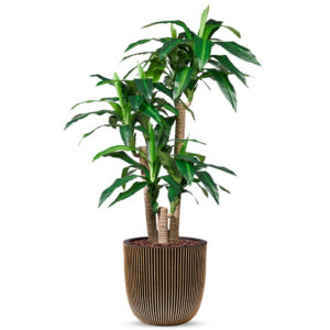 Kunstplant Dracaena fragans in Planter Ball groove zwartgoud H150 cm