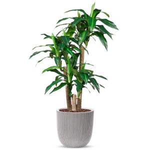 Kunstplant Dracaena fragans in Planter Ball groove ivoor H150 cm