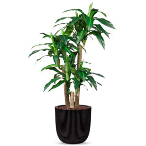 Kunstplant Dracaena fragans in Planter Ball groove zwart H150 cm